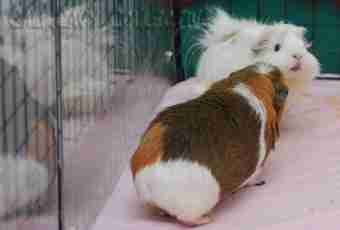 How to define pregnancy at a guinea pig